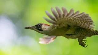 O datlech a dutinách