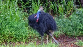Queensland, sluneční stát Austrálie