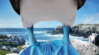 Galapágy - laboratoř evoluce (2/2)