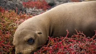Galapágy - laboratoř evoluce (2/2)