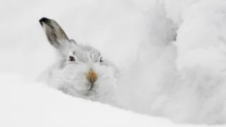 Skotsko - nová divočina (1/3)