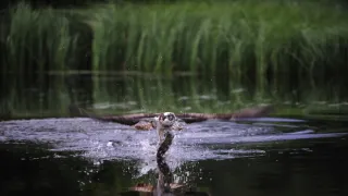 Skotsko - nová divočina (1/3)