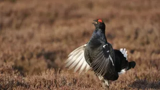 Skotsko - nová divočina (1/3)