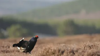 Skotsko - nová divočina (1/3)