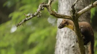 Skotsko - nová divočina (1/3)