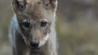 Vlk: Tulák bez hranic (2/2)