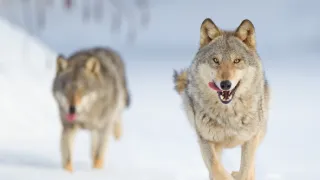 Vlk: Tulák bez hranic (2/2)