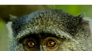 Rok v africké divočině (2)