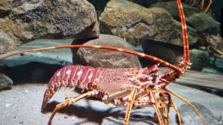 Malé ostrovy Velké Británie (3/4)