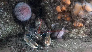 Malé ostrovy Velké Británie (3/4)