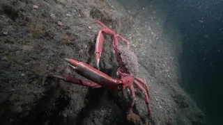 Malé ostrovy Velké Británie (3/4)