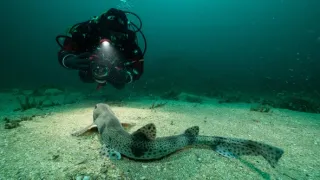 Malé ostrovy Velké Británie (3/4)