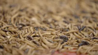 Rok 2050 - půjde to i bez masa?