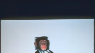 Babe 2. - Kismalac a nagyvárosban