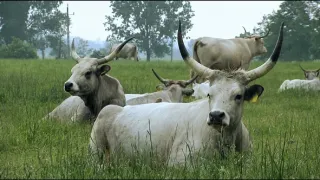 Na cestě po Panonii