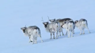 Zázračná planeta: Savci (4/6)