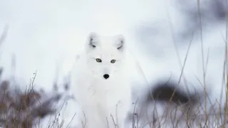 Zázračná planeta: Savci (4/6)