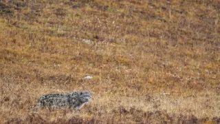 Zázračná planeta: Savci (4/6)