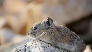 Zázračná planeta: Savci (4/6)