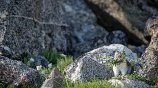 Zázračná planeta: Savci (4/6)