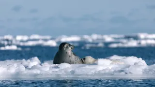 Zázračná planeta: Savci (4/6)