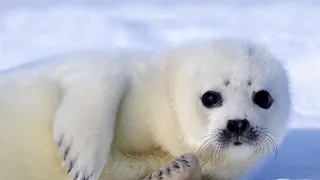 Zázračná planeta: Savci (4/6)