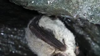 Zázračná planeta: Savci (4/6)