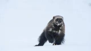 Zázračná planeta: Savci (4/6)