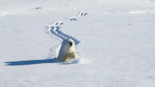 Zázračná planeta: Savci (4/6)