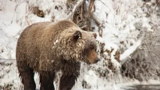 Zázračná planeta: Savci (4/6)