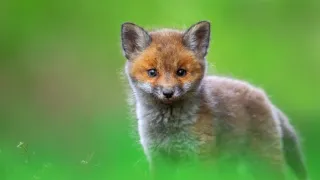 Život v nočním lese