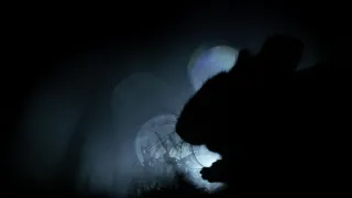 Život v nočním lese