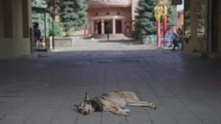 Podkarpatské Rusínsko