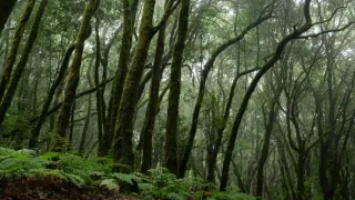 Na cestě po kanárské La Gomeře a El Hierru