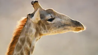 Zázračná planeta: Savci (5/6)