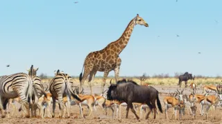 Zázračná planeta: Savci (5/6)