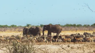 Zázračná planeta: Savci (5/6)