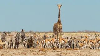 Zázračná planeta: Savci (5/6)