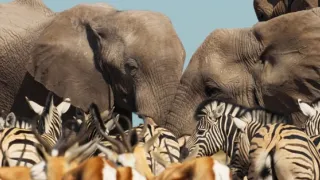 Zázračná planeta: Savci (5/6)