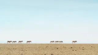 Zázračná planeta: Savci (5/6)