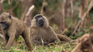 Zázračná planeta: Savci (5/6)