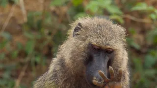 Zázračná planeta: Savci (5/6)