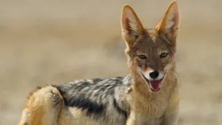 Zázračná planeta: Savci (5/6)