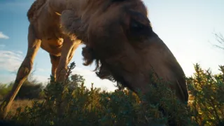 Zázračná planeta: Savci (5/6)