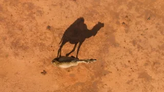 Zázračná planeta: Savci (5/6)