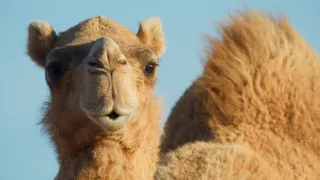 Zázračná planeta: Savci (5/6)