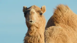 Zázračná planeta: Savci (5/6)