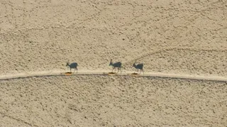 Zázračná planeta: Savci (5/6)