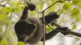 Zázračná planeta: Savci (6/6)