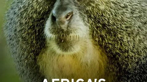 Rok v africké divočině (3)